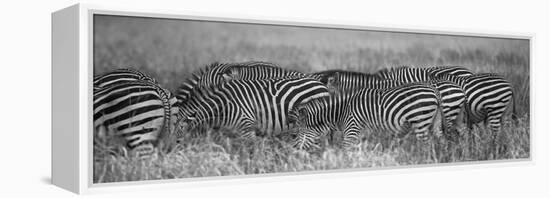 Zebra Patterns-Scott Bennion-Framed Stretched Canvas