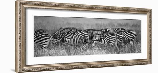 Zebra Patterns-Scott Bennion-Framed Photo