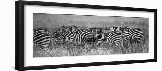 Zebra Patterns-Scott Bennion-Framed Photo