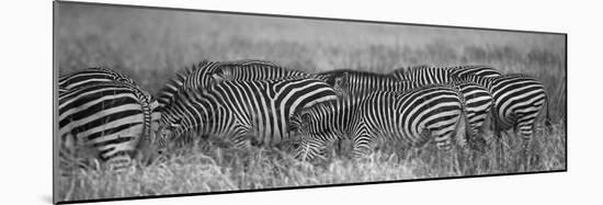 Zebra Patterns-Scott Bennion-Mounted Photo