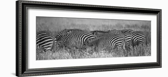 Zebra Patterns-Scott Bennion-Framed Photo