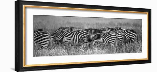 Zebra Patterns-Scott Bennion-Framed Photo