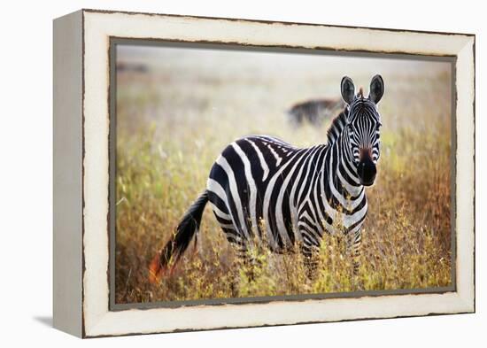 Zebra Portrait On African Savanna. Safari In Serengeti, Tanzania-Michal Bednarek-Framed Premier Image Canvas