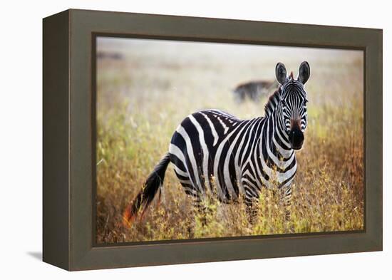 Zebra Portrait On African Savanna. Safari In Serengeti, Tanzania-Michal Bednarek-Framed Premier Image Canvas