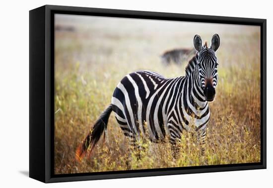 Zebra Portrait On African Savanna. Safari In Serengeti, Tanzania-Michal Bednarek-Framed Premier Image Canvas