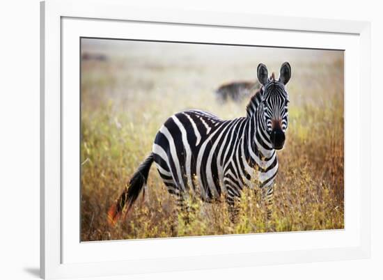 Zebra Portrait On African Savanna. Safari In Serengeti, Tanzania-Michal Bednarek-Framed Photographic Print