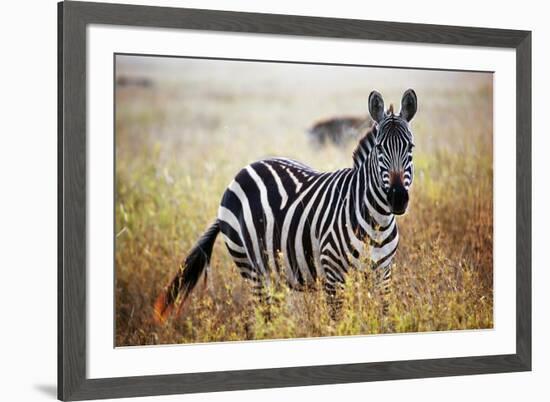 Zebra Portrait On African Savanna. Safari In Serengeti, Tanzania-Michal Bednarek-Framed Photographic Print