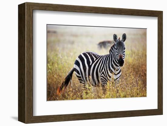 Zebra Portrait On African Savanna. Safari In Serengeti, Tanzania-Michal Bednarek-Framed Photographic Print