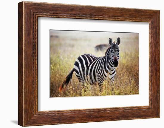 Zebra Portrait On African Savanna. Safari In Serengeti, Tanzania-Michal Bednarek-Framed Photographic Print