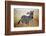 Zebra Portrait On African Savanna. Safari In Serengeti, Tanzania-Michal Bednarek-Framed Photographic Print