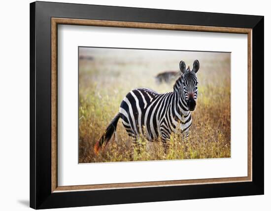 Zebra Portrait On African Savanna. Safari In Serengeti, Tanzania-Michal Bednarek-Framed Photographic Print