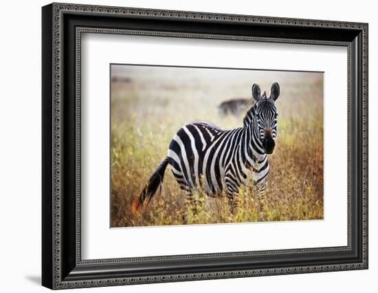 Zebra Portrait On African Savanna. Safari In Serengeti, Tanzania-Michal Bednarek-Framed Photographic Print