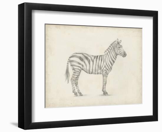 Zebra Sketch-Ethan Harper-Framed Art Print