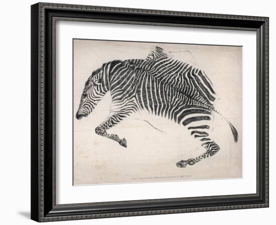 Zebra Skin-null-Framed Art Print