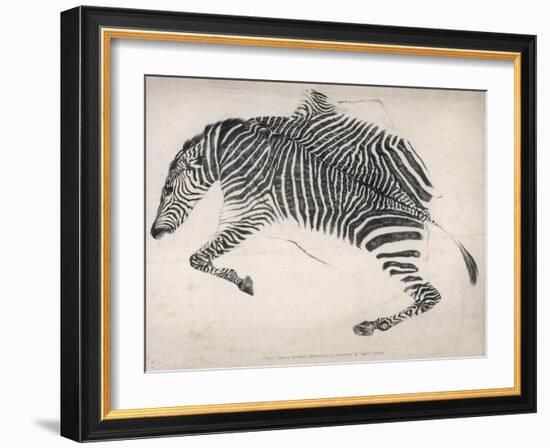 Zebra Skin-null-Framed Art Print