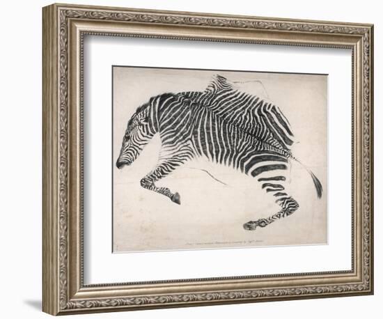 Zebra Skin-null-Framed Art Print