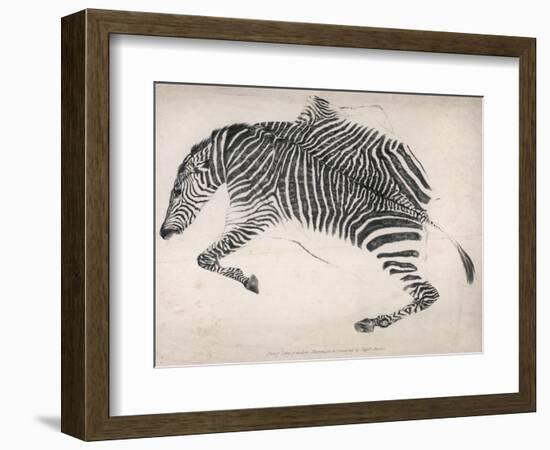 Zebra Skin-null-Framed Art Print