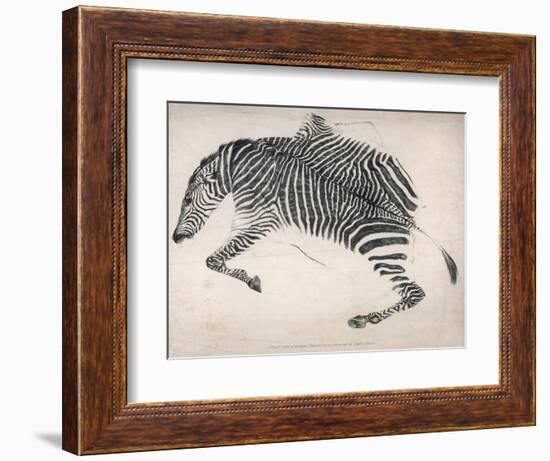 Zebra Skin-null-Framed Art Print