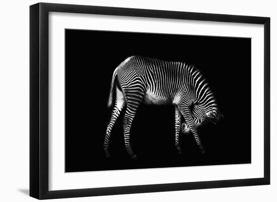 Zebra Solo-Xavier Ortega-Framed Giclee Print
