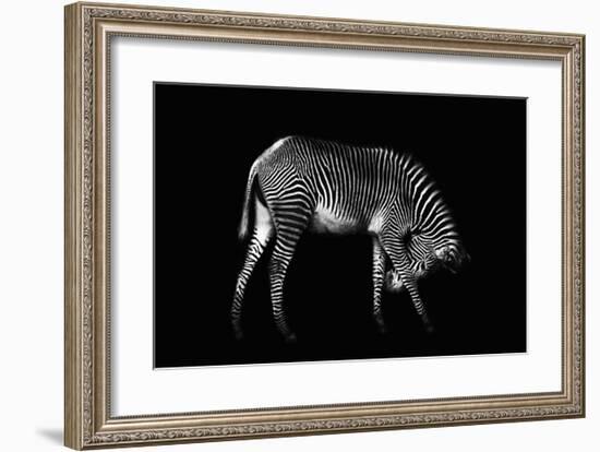 Zebra Solo-Xavier Ortega-Framed Giclee Print