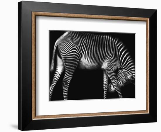 Zebra Solo-Xavier Ortega-Framed Art Print