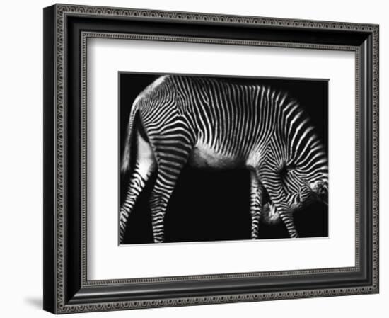 Zebra Solo-Xavier Ortega-Framed Art Print