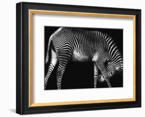 Zebra Solo-Xavier Ortega-Framed Art Print