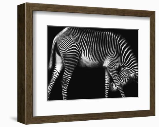 Zebra Solo-Xavier Ortega-Framed Art Print