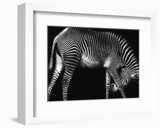 Zebra Solo-Xavier Ortega-Framed Art Print