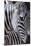 Zebra Stripes-P^ Charles-Mounted Art Print