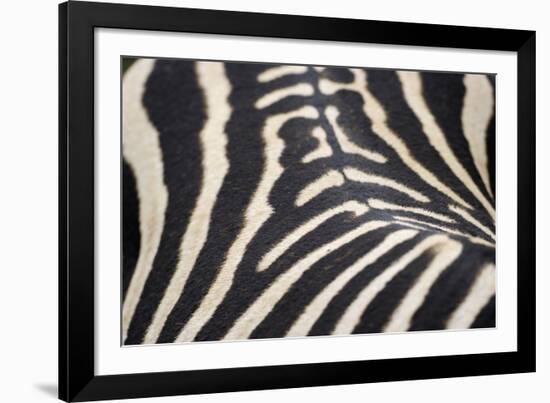 Zebra Stripes-Staffan Widstrand-Framed Giclee Print