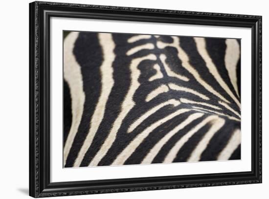 Zebra Stripes-Staffan Widstrand-Framed Giclee Print