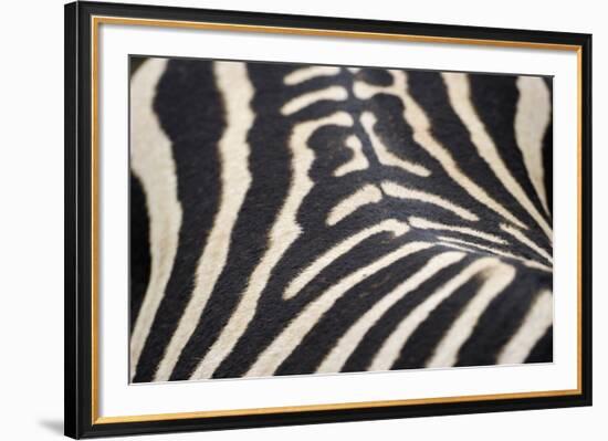 Zebra Stripes-Staffan Widstrand-Framed Giclee Print