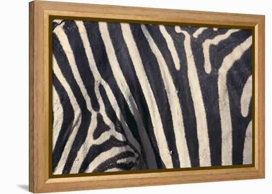 Zebra Stripes-DLILLC-Framed Premier Image Canvas