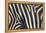 Zebra Stripes-DLILLC-Framed Premier Image Canvas