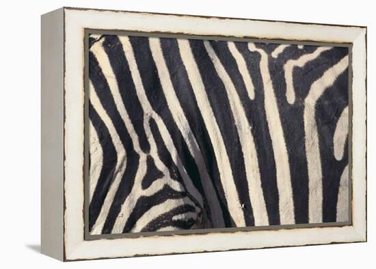 Zebra Stripes-DLILLC-Framed Premier Image Canvas