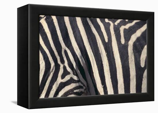 Zebra Stripes-DLILLC-Framed Premier Image Canvas