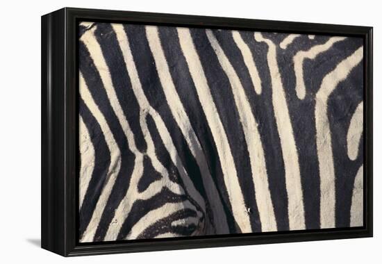 Zebra Stripes-DLILLC-Framed Premier Image Canvas