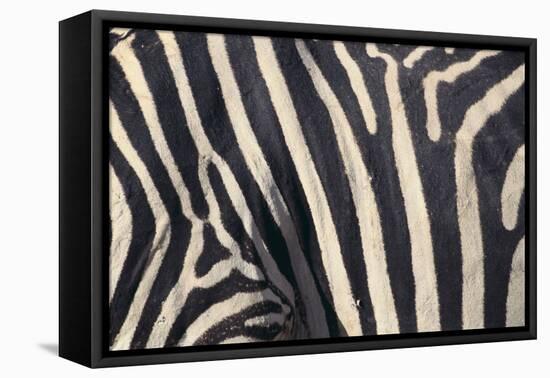 Zebra Stripes-DLILLC-Framed Premier Image Canvas