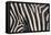 Zebra Stripes-DLILLC-Framed Premier Image Canvas