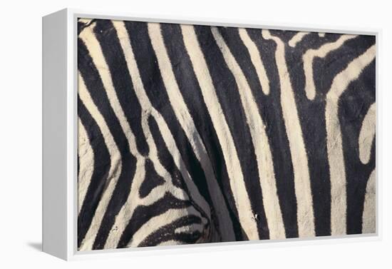 Zebra Stripes-DLILLC-Framed Premier Image Canvas