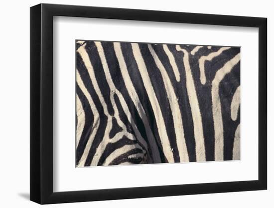 Zebra Stripes-DLILLC-Framed Photographic Print