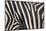 Zebra Stripes-DLILLC-Mounted Photographic Print