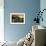 Zebra Sunset-Cherie Roe Dirksen-Framed Giclee Print displayed on a wall