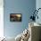 Zebra Sunset-Cherie Roe Dirksen-Framed Premier Image Canvas displayed on a wall