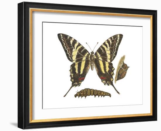 Zebra Swallowtail Butterfly, Caterpillar, and Pupae (Eurytides Marcellus), Insects-Encyclopaedia Britannica-Framed Art Print