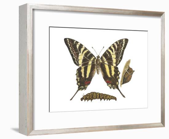 Zebra Swallowtail Butterfly, Caterpillar, and Pupae (Eurytides Marcellus), Insects-Encyclopaedia Britannica-Framed Art Print