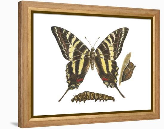 Zebra Swallowtail Butterfly, Caterpillar, and Pupae (Eurytides Marcellus), Insects-Encyclopaedia Britannica-Framed Stretched Canvas