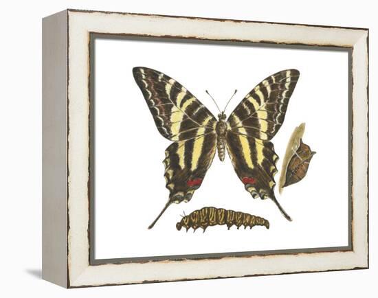 Zebra Swallowtail Butterfly, Caterpillar, and Pupae (Eurytides Marcellus), Insects-Encyclopaedia Britannica-Framed Stretched Canvas