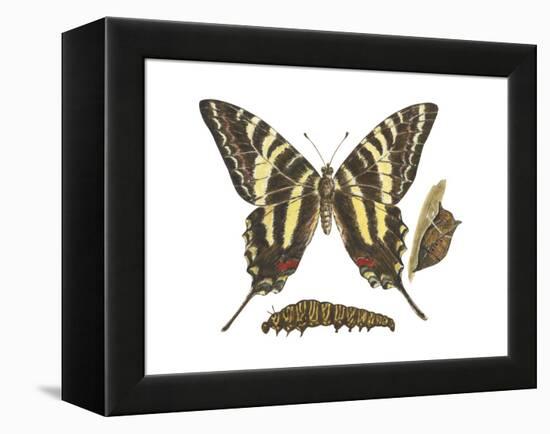 Zebra Swallowtail Butterfly, Caterpillar, and Pupae (Eurytides Marcellus), Insects-Encyclopaedia Britannica-Framed Stretched Canvas